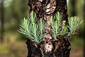 NEW GROWTH ON BLACKENED BARK OF PINUS CANARIENSIS 5 YEARS AFTER FIRE DAMAGE, SAN JOSE DE LOS LLANOS, TENERIFE