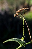 TENDRIL