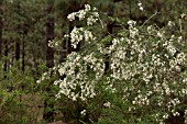 CHAMAECYTISUS PROLIFERUS,  PROTECTED SPECIES, SHRUB GROWING IN THE PINE FORESTS NEAR SAN JOSE DE LOS LLANOS, TENERIFE