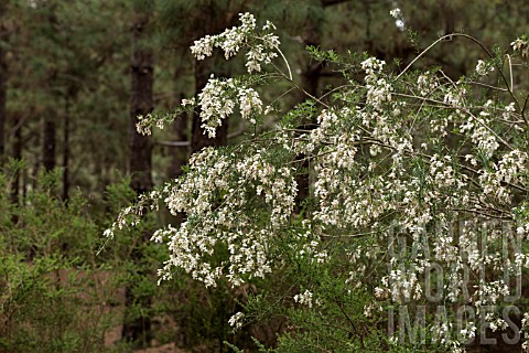 CHAMAECYTISUS_PROLIFERUS__PROTECTED_SPECIES_SHRUB_GROWING_IN_THE_PINE_FORESTS_NEAR_SAN_JOSE_DE_LOS_L