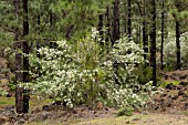 CHAMAECYTISUS PROLIFERUS,  PROTECTED SPECIES, SHRUB GROWING IN THE PINE FORESTS NEAR SAN JOSE DE LOS LLANOS, TENERIFE