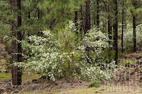 CHAMAECYTISUS_PROLIFERUS__PROTECTED_SPECIES_SHRUB_GROWING_IN_THE_PINE_FORESTS_NEAR_SAN_JOSE_DE_LOS_L