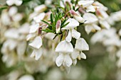 CHAMAECYTISUS PROLIFERUS,  PROTECTED SPECIES, SHRUB GROWING IN THE PINE FORESTS NEAR SAN JOSE DE LOS LLANOS, TENERIFE