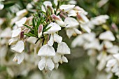 CHAMAECYTISUS PROLIFERUS,  PROTECTED SPECIES, SHRUB GROWING IN THE PINE FORESTS NEAR SAN JOSE DE LOS LLANOS, TENERIFE