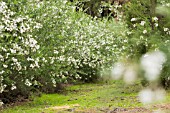 CHAMAECYTISUS PROLIFERUS,  PROTECTED SPECIES, SHRUB GROWING IN THE PINE FORESTS NEAR SAN JOSE DE LOS LLANOS, TENERIFE