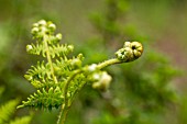 CHEILANTHES PULCHELLA