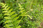 CHEILANTHES PULCHELLA