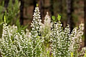 ERICA ARBOREA, FLOWERING IN THE PINE FORESTS NEAR SAN JOSE DE LOS LLANOS, TENERIFE