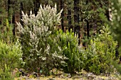 ERICA ARBOREA, FLOWERING IN THE PINE FORESTS NEAR SAN JOSE DE LOS LLANOS, TENERIFE