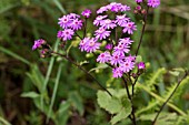 PERICALLIS CRUENTA