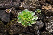 AEONIUM DECORUM GROWING ON A STONE WALL, SAN JOSE DE LOS LLANOS, TENERIFE