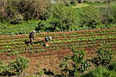 FARMER ROTOVATING SOIL OVER POTATO CROP IN SAN JOSE DE LOS LLANOS, TENERIFE