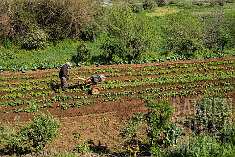 FARMER_ROTOVATING_SOIL_OVER_POTATO_CROP_IN_SAN_JOSE_DE_LOS_LLANOS_TENERIFE