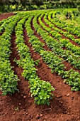 POTATO CROP IN RED SOIL NEAR ERJOS, TENERIFE