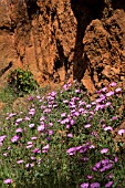 CONVOLVULUS ALTHAEOIDES