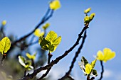 FICUS CARICA