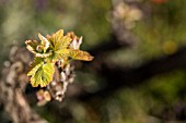 LISTAN BLANCO VINES, NEW LEAVES GROWING,  IN VALLE ARRIBA, TENERIFE