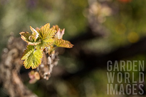 LISTAN_BLANCO_VINES_NEW_LEAVES_GROWING__IN_VALLE_ARRIBA_TENERIFE