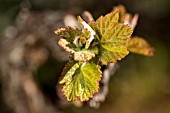 LISTAN BLANCO VINES, NEW LEAVES GROWING,  IN VALLE ARRIBA, TENERIFE