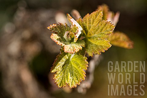 LISTAN_BLANCO_VINES_NEW_LEAVES_GROWING__IN_VALLE_ARRIBA_TENERIFE