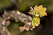 LISTAN BLANCO VINES, NEW LEAVES GROWING,  IN VALLE ARRIBA, TENERIFE