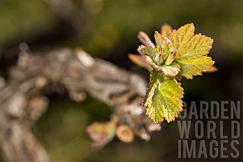 LISTAN_BLANCO_VINES_NEW_LEAVES_GROWING__IN_VALLE_ARRIBA_TENERIFE