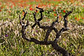 LISTAN BLANCO VINE WITH PAPAVER RHOEAS  IN MEADOW BEHIND, VALLE ARRIBA, TENERIFE