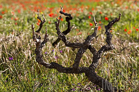 LISTAN_BLANCO_VINE_WITH_PAPAVER_RHOEAS__IN_MEADOW_BEHIND_VALLE_ARRIBA_TENERIFE