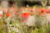 PAPAVER RHOEAS