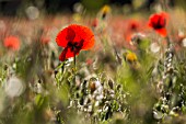 PAPAVER RHOEAS