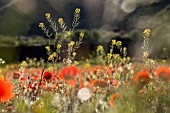 ERUCASTRUM CANARIENSE AND PAPAVER RHOEAS