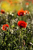 PAPAVER RHOEAS