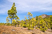 PINUS CANARIENSIS, CANARIAN PINE TREES, LONG NEEDLES, NEAR VILAFLOR, TENERIFE,