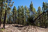 PINUS CANARIENSIS, CANARIAN PINE TREES, LONG NEEDLES, NEAR VILAFLOR, TENERIFE,