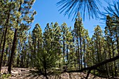 PINUS CANARIENSIS, CANARIAN PINE TREES, LONG NEEDLES, NEAR VILAFLOR, TENERIFE,