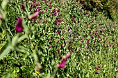 LATHYRUS LATIFOLIUS