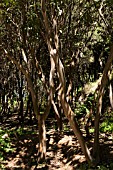 EUCALYPTUS SAPLINGS CLOSE UP IN FOREST NEAR ERJOS, TENERIFE