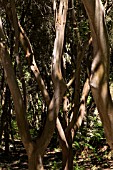 EUCALYPTUS SAPLINGS CLOSE UP IN FOREST NEAR ERJOS, TENERIFE