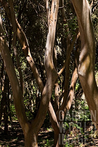 EUCALYPTUS_SAPLINGS_CLOSE_UP_IN_FOREST_NEAR_ERJOS_TENERIFE