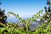 CHEILANTHES PULCHELLA, FERN, ERJOS, TENERIFE