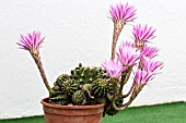 ECHINOPSIS MULTIPLEX