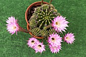 ECHINOPSIS MULTIPLEX