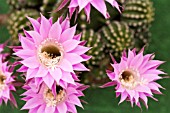 ECHINOPSIS MULTIPLEX