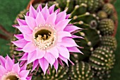 ECHINOPSIS MULTIPLEX