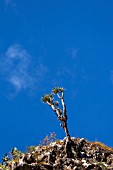 DRACAENA DRACO, DRAGON TREE GROWING PRECARIOUSLY AT THE TOP OF A CLIFF IN THE TENO MASIF ON TENERIFE