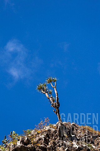 DRACAENA_DRACO_DRAGON_TREE_GROWING_PRECARIOUSLY_AT_THE_TOP_OF_A_CLIFF_IN_THE_TENO_MASIF_ON_TENERIFE