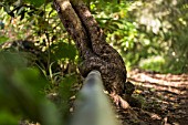 WATER PIPE ENGULFED BY A TREE ON A FOREST PATH IN TENERIFE