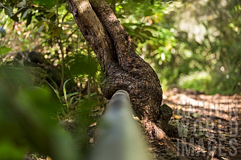 WATER_PIPE_ENGULFED_BY_A_TREE_ON_A_FOREST_PATH_IN_TENERIFE