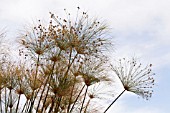 CYPERUS PAPYRUS