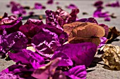 BOUGANVILLEA LEAVES ON THE GROUND